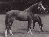 broodmare Atje (Nederlands Welsh Ridepony, 1976, from Conquistador)