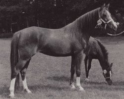 broodmare Atje (Nederlands Welsh Ridepony, 1976, from Conquistador)