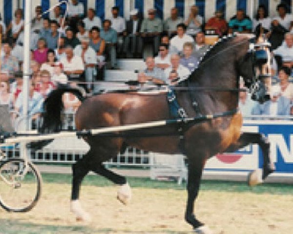 Deckhengst Jochem (KWPN (Niederländisches Warmblut), 1991, von Cinovo)