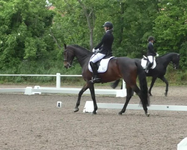 Reitturnier Eppelheim 2019