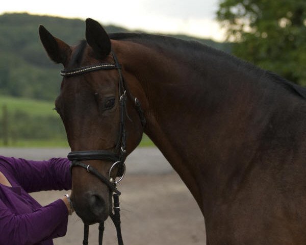 broodmare Distelherz (Trakehner, 1999, from Guter Planet)