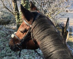 broodmare Florida (German Sport Horse, 2003, from Future)