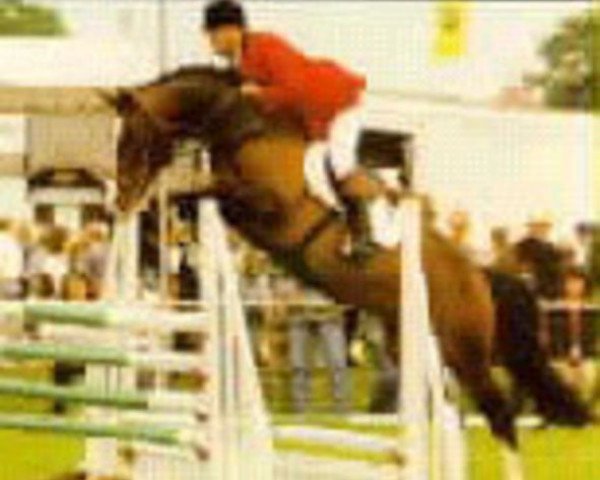 Deckhengst Big Time (Koninklijk Warmbloed Paardenstamboek Nederland (KWPN), 1989, von Bonheur)