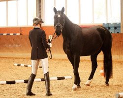 dressage horse Dani California (Westphalian, 2008, from Dream On)