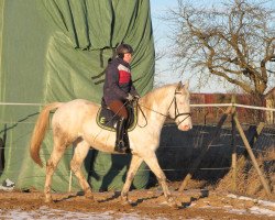 Pferd Poziomka (Polnisches edles Halbblut, 2012, von Merkury)