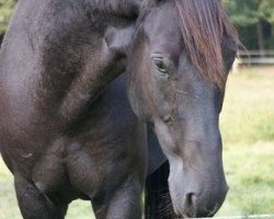 dressage horse Limerick Lightning (Hanoverian, 2004, from Likoto xx)