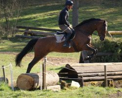 broodmare Honey la Belle (Hanoverian, 2005, from Heraldik xx)