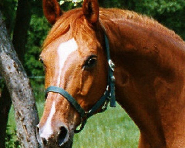 broodmare Trabell (Hanoverian, 1985, from Trapper)