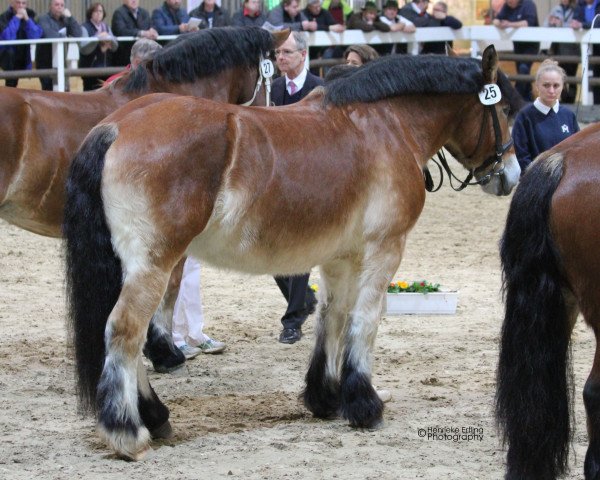 broodmare Hanka II (Rhenish-German Cold-Blood, 2010, from Achat 2660)