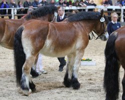 broodmare Hanka II (Rhenish-German Cold-Blood, 2010, from Achat 2660)