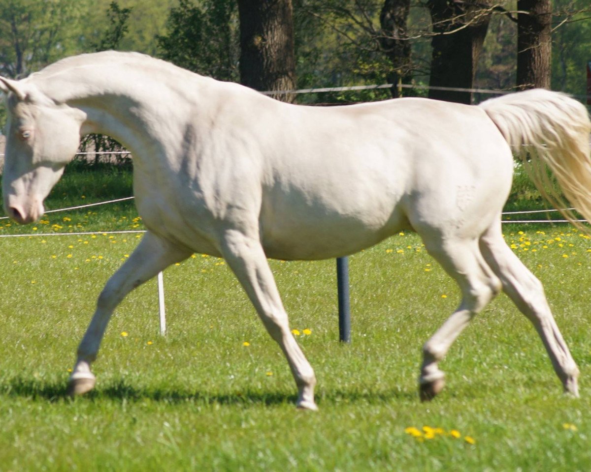 broodmare Blue eyed Pearl (German Warmblood, 2011, from Magic Memphis)