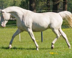 Zuchtstute Blue eyed Pearl (Deutsches Reitpferd, 2011, von Magic Memphis)