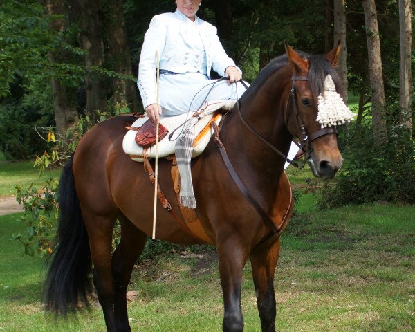 Pferd Fructuoso (Pura Raza Espanola (PRE), 2004)