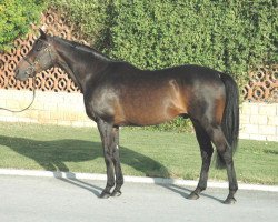 stallion Angel Falls xx (Thoroughbred, 1987, from Nijinsky xx)