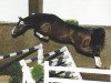 stallion L-Royal Touch (Bavarian, 1989, from Renoir I)