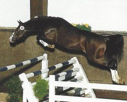 stallion L-Royal Touch (Bavarian, 1989, from Renoir I)