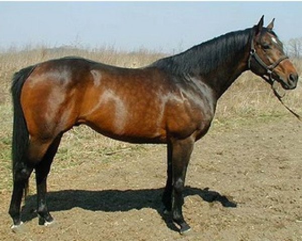 stallion High Extreme xx (Thoroughbred, 1994, from Danehill xx)