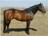 stallion High Extreme xx (Thoroughbred, 1994, from Danehill xx)