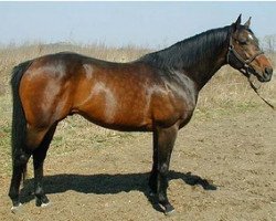 stallion High Extreme xx (Thoroughbred, 1994, from Danehill xx)