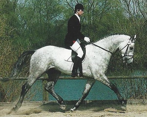 stallion Lasandro (Bavarian, 1989, from Lagos)