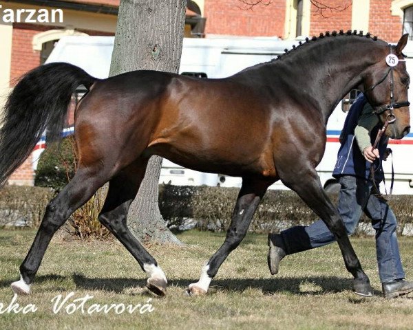stallion Tarzan (KWPN (Royal Dutch Sporthorse), 2000, from Libero H)