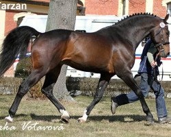 Deckhengst Tarzan (KWPN (Niederländisches Warmblut), 2000, von Libero H)