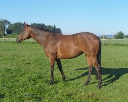 broodmare Myska xx (Thoroughbred, 2003, from High Extreme xx)