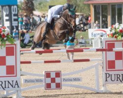 jumper Chacna (Hanoverian, 2007, from Chacco-Blue)