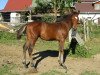 Springpferd Mystic Angel (Slowakisches Warmblut, 2016, von Tarzan)