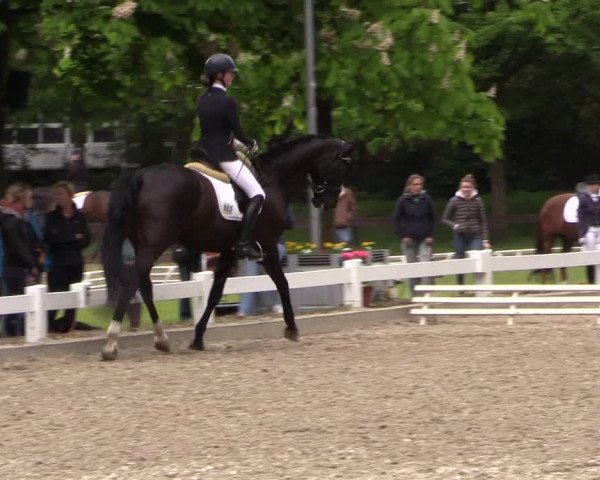 Reitturnier Meppen 2019