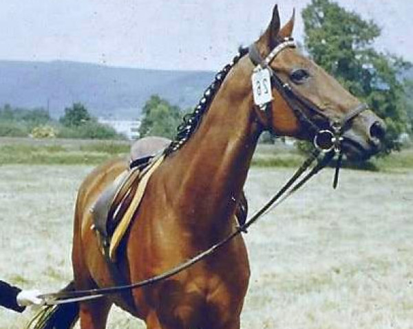 horse Erfolg xx (Thoroughbred, 1972, from Zigeunersohn xx)