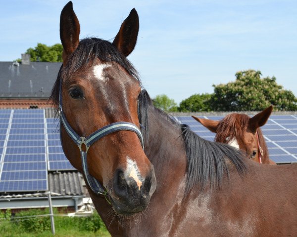 jumper Carlos (Hanoverian, 2011, from Count Grannus)