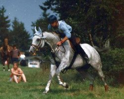 horse Regenwald xx (Thoroughbred, 1983, from Alciglide xx)