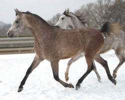 horse Debowy Lisc (Arabian thoroughbred, 2014, from Esparto ox)