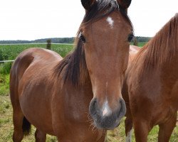 dressage horse Diana-Dora (Hanoverian, 2013, from Dancier)