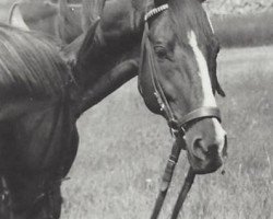 horse Stieglitz xx (Thoroughbred, 1976, from Zigeunersohn xx)