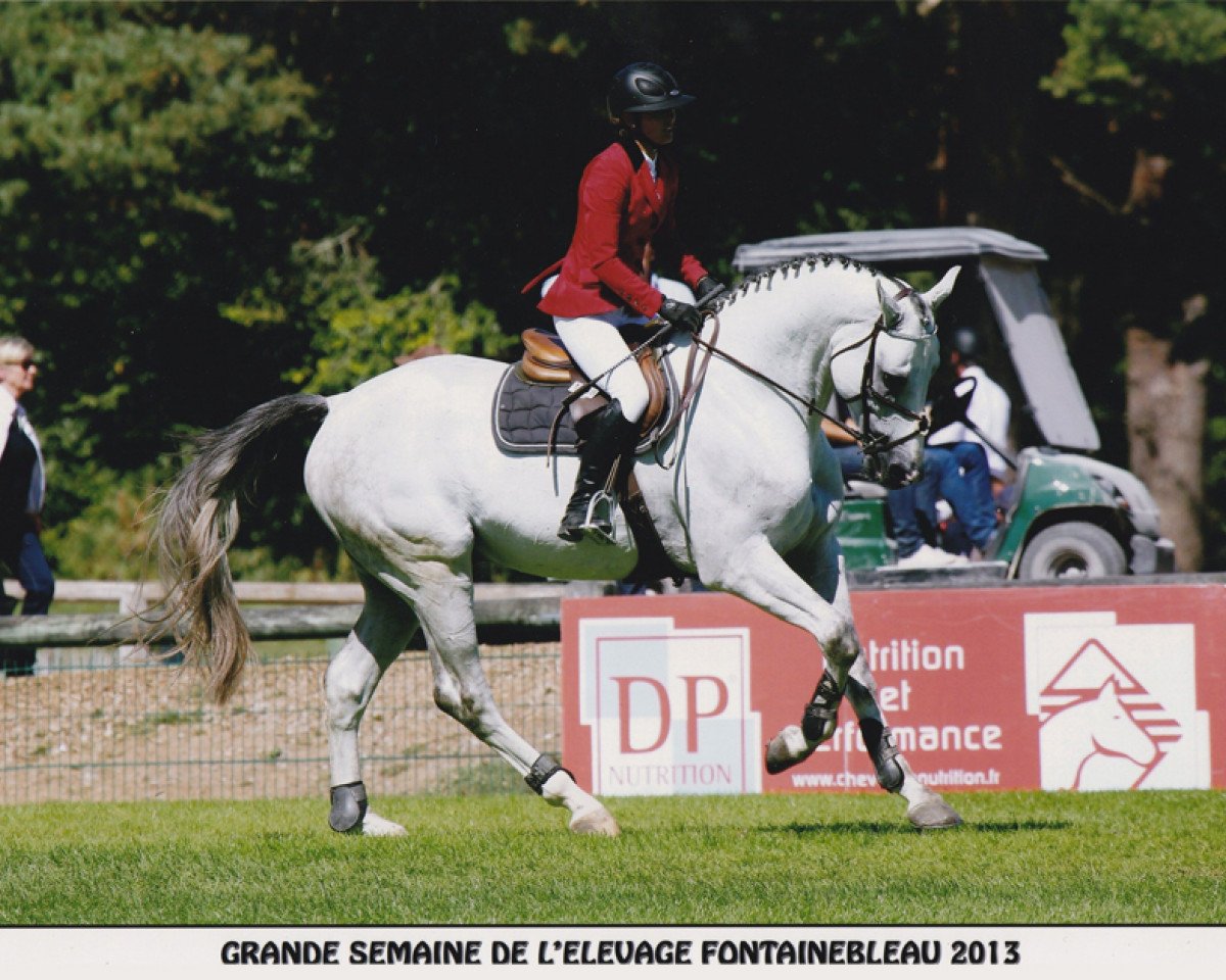 jumper Viking du Bary (Selle Français, 2009, from Hurlevent de Breka)