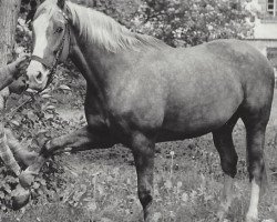 Pferd Touristik (Edles Warmblut,  , von Traumgeist 1323)