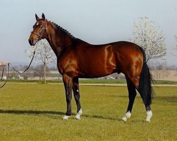 stallion Tallyho (Westphalian, 2001, from Taipan xx)
