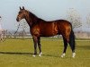 stallion Tallyho (Westphalian, 2001, from Taipan xx)