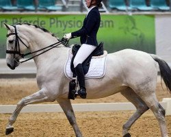 dressage horse Pandorama 2 (Bavarian, 2007, from Tallyho)