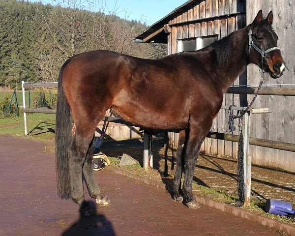 Pferd Quick Fashion Coin (Irish Sport Horse, 2004, von Orbis xx)