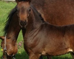 dressage horse Filou de luxe 3 (Hanoverian, 2014, from Franziskus FRH)