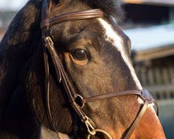 jumper El Mo (Hanoverian, 2008, from Embassy III)