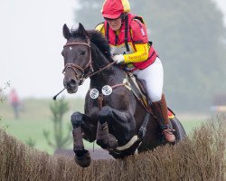 Springpferd Duke of Arville (Oldenburger, 2007, von Duke of Hearts xx)