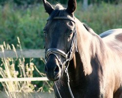 broodmare D'Lucy (Bavarian, 2001, from Del Mondo)