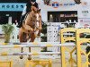 jumper Coupon 5 (Oldenburg show jumper, 2006, from Coupe de Coeur 2)