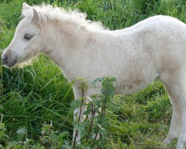 Pferd Penny vom Olendiek (Dt.Part-bred Shetland Pony, 2008, von Willi Weitblick)