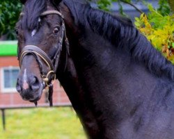 dressage horse Alessandro 48 (Hanoverian, 2001, from Sandro Hit)