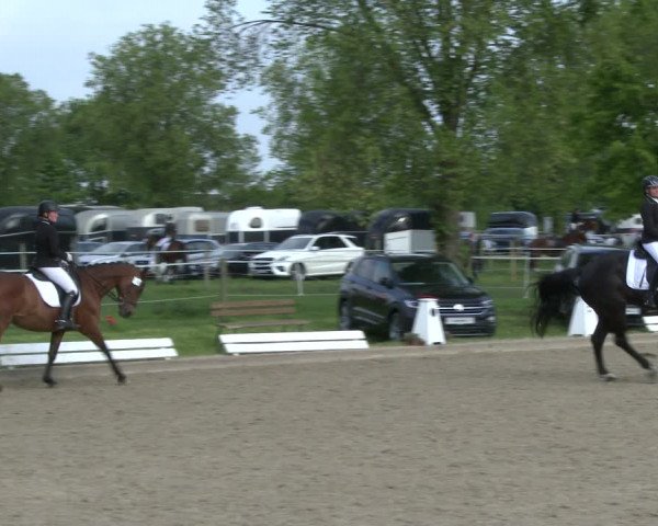 Reitturnier Ahlen 2019